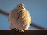 Mourning Dove_52729